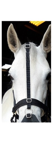 Replacement poll noseband - replacement,