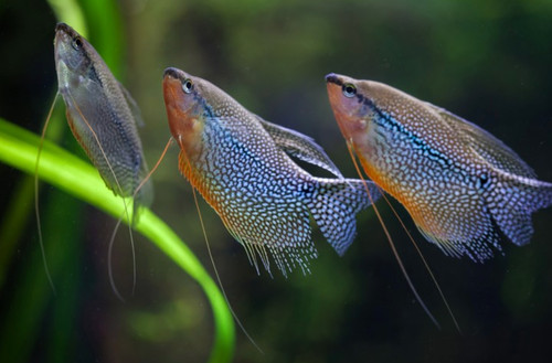 Pearl gourami trichopodus - pearl, (trichopodus