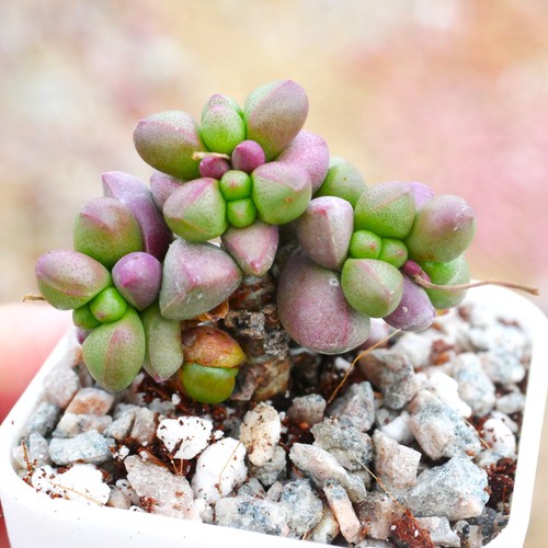 Crassula elegans cluster 3cm - crassula,