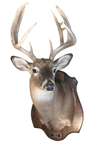 Whitetail deer buck - whitetail,
