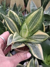 Baby Birds Nest Snake Plant -