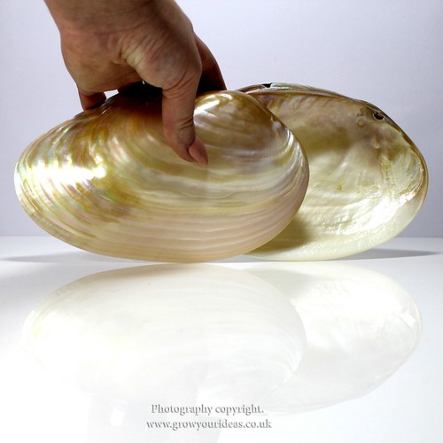 Large polished pearl river - polished,