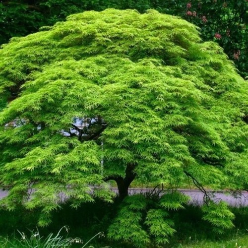 Acer palmatum emerald - acer,