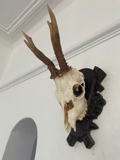 Antlers on top half of skull