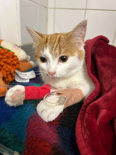 Help with our rescues - £1,
