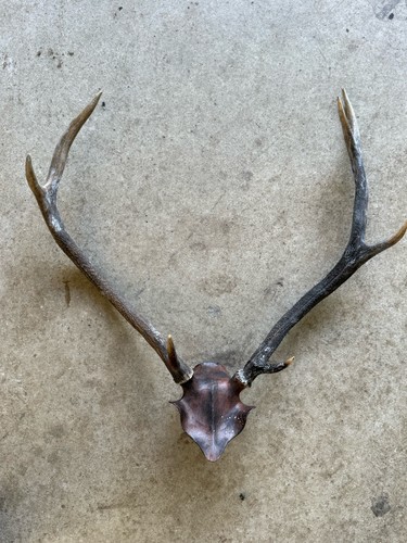 Red stag mounted antlers - mounted,