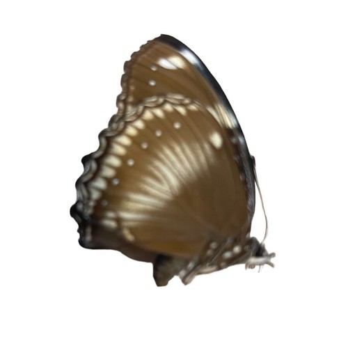 Hypolimnas bolina papered - hypolimnas,