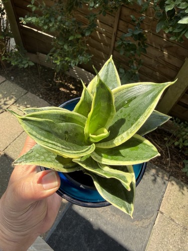 Sansevieria hahnii - sansevieria, ‘hahnii’