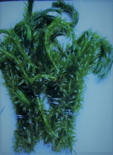 Elodea densa live - 30,