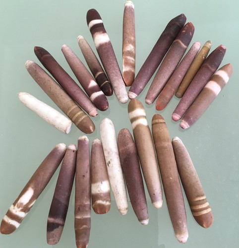 Sea urchin wands pencil - 5x,