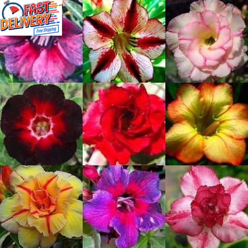 Adenium obesum mixed colours - mixed,