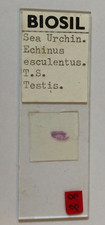 Biosil Microscope Specimen Slide #40 - "Sea Urchin Esculentus TS Testis"