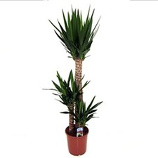 Indoor Yucca Plant, 3 Stem, 1.2m Tall, Easy Care Air Purifier, Supplied 24cm Pot