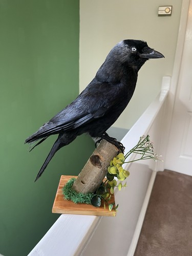 Taxidermy corvid this not - this,
