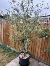 Olive Tree Large