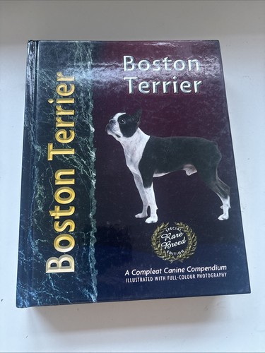 Boston terrier adam - by,