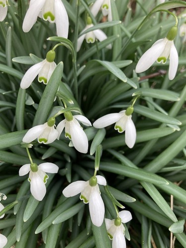 Twenty snowdrop galanthus - twenty,