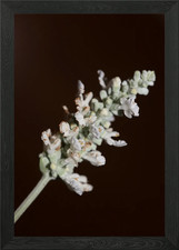 White salvia divinorum Framed