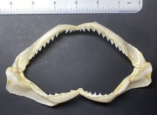 Shark Jaw Requiem Spot-Tail