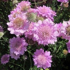 Scabiosa Incisa Plug Plants