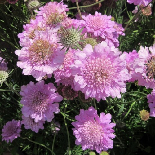 Scabiosa incisa plug plants - incisa,