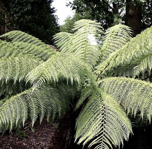Shuttlecock fern plant - shuttlecock,