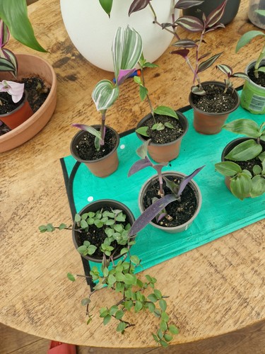 Rooted house plants bundle - , x