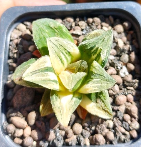 Haworthia kegani variegated - kegani,