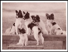 PAPILLON GROUP OF LITTLE DOGS