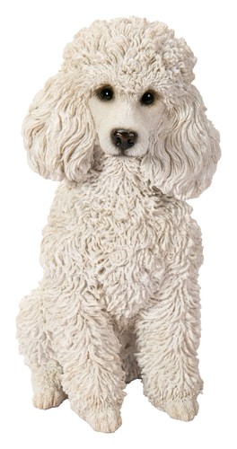 Vivid arts poodle white - poodle, dog
