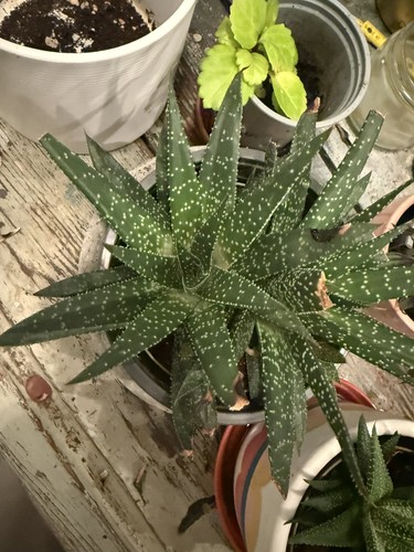 Aloe vera succulent - vera, plant