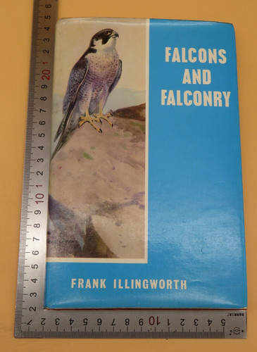Falcons and falconry - falcons,