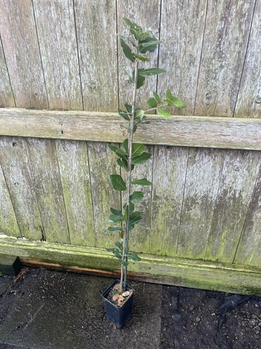 Holm oak tree quercus - oak, ilex