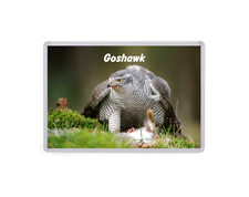 Goshawk - Birds of the UK Fridge Magnet - Birds of Prey - Wild Life