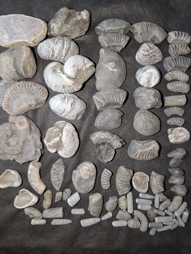 Fossil collection lot north - collection,