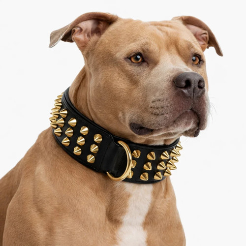 Black leather dog - dog, collar