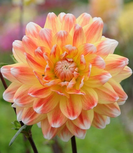 Rare premium dahlia orange - rare,