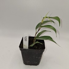 Ficus Benjamina Rooted Cutting