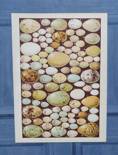 Original antique 1891 - antique, british