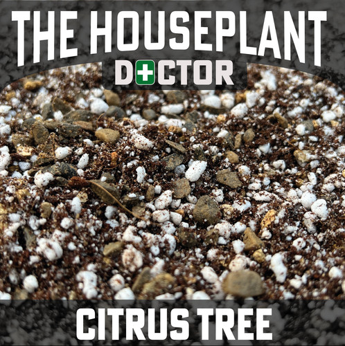 Citrus tree potting soil - tree,