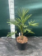 Trachycarpus wagnerianus