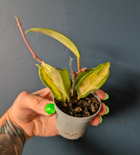 Hoya carnosa krimson queen - hoya,