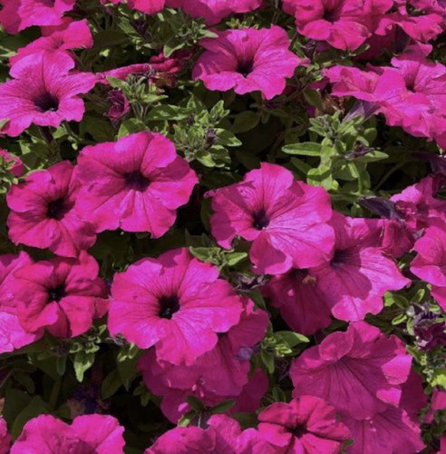 Petunia surfinia purple - petunia,