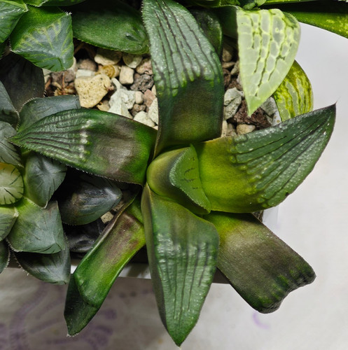 Haworthia ms207 correcta - ms207,