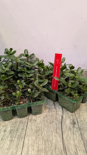 Mix jade plant - mix, plant,money