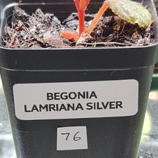 Begonia Lamriana Silver (76)