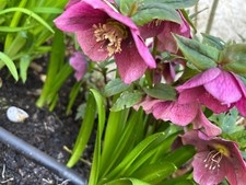 20 Mixed Hellebore orientalis