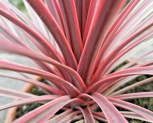 Cordyline southern splendour - southern,