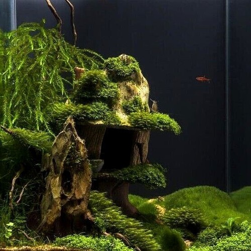Java moss attached - to, wood