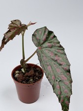 Begonia Negrosensis x Amphioxus Hybrid RARE